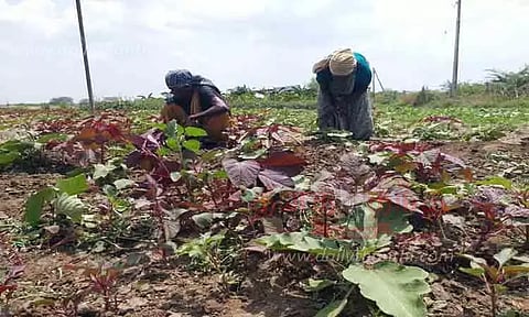 கீரை விலை உயர்வால் விவசாயிகள் மகிழ்ச்சி