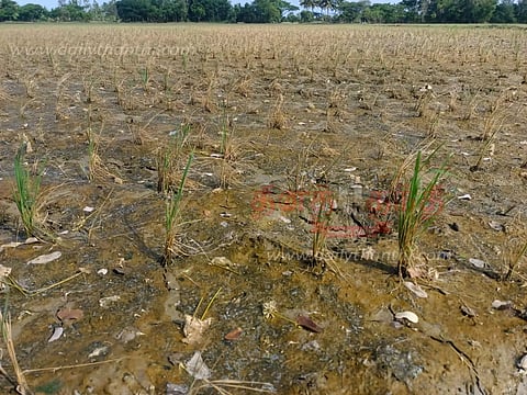 விளைநிலங்களில் நிலத்தடி நீரின் தன்மை மாறி கருகும் பயிர்கள்