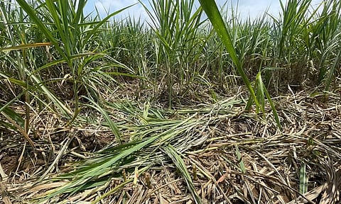 கரும்பு பயிர்களை நாசப்படுத்திய காட்டுப்பன்றிகள்