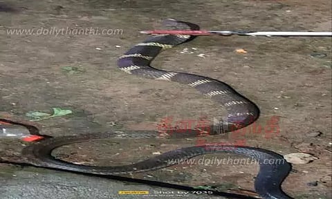 வீட்டில் பதுங்கிய 10 அடி நீள ராஜநாகம் பிடிபட்டது