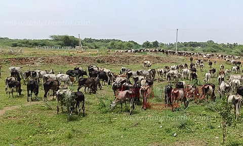 இயற்கை உரத்துக்காக வெளிமாவட்டங்களில் இருந்து கொண்டு வரப்படும் மாடுகள்