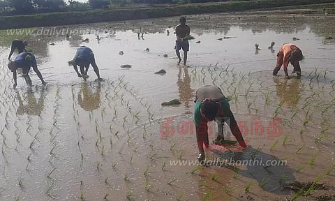 சம்பா நடவு பணிகளில் வடமாநில தொழிலாளர்கள் தீவிரம்