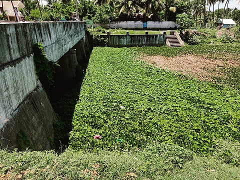 கிளைதாங்கி ஆற்றுப்பாலத்தின் கீழ் தேங்கியுள்ள ஆகாயத்தாமரை அகற்றப்படுமா?