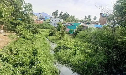 வத்தலக்குண்டுவில் மஞ்சளாற்றை ஆக்கிரமித்த செடி, கொடிகள் அகற்றப்படுமா?; பொதுமக்கள் எதிர்பார்ப்பு