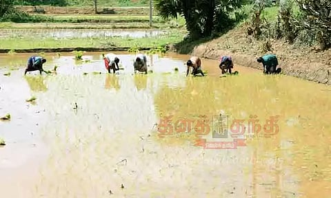 நடவு பணியில் ஈடுபட்ட விவசாயிகள்