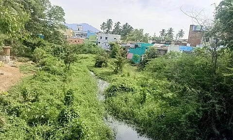 மஞ்சளாற்றை ஆக்கிரமித்த செடி, கொடிகள் அகற்றப்படுமா?