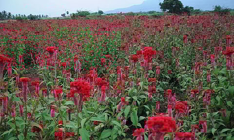 பூ விவசாயிகளை புரட்டி போட்ட புரட்டாசி மாதம்