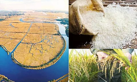 அரிசியும், அமெரிக்காவும்..!