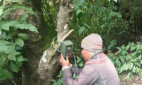 மாட்டை அடித்துக்கொன்ற புலி
