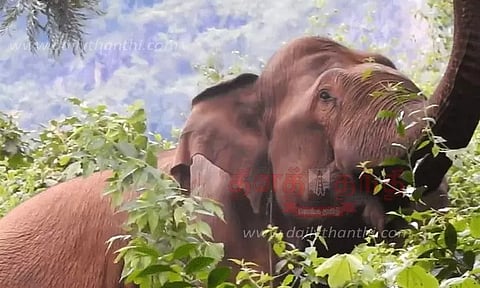 தோட்டத்தில் ஒற்றை யானை முகாம்