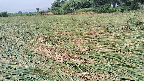 கம்பம் பகுதியில் பலத்த மழை:வயல்களில் தண்ணீர் தேங்கியதால் நெற்பயிர்கள் சாய்ந்தன:விவசாயிகள் வேதனை