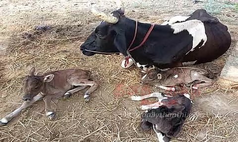 ஒரே நேரத்தில் 4 கன்றுகளை ஈன்ற பசு