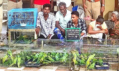 108 பச்சைக்கிளிகள், குருவிகளை பிடித்து விற்பனை செய்ய முயற்சி