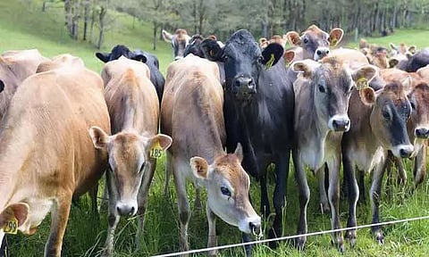 புஞ்சைபுளியம்பட்டி வாரச்சந்தையில் ரூ.1 கோடிக்கு கால்நடைகள் விற்பனை