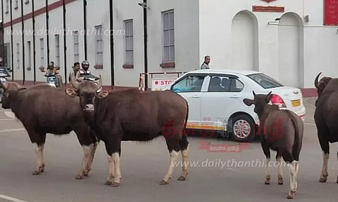 ராணுவ முகாம் சாலையில் காட்டெருமைகள் உலா