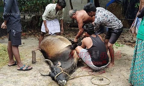 மின்னல் தாக்கி பசுமாடு சாவு