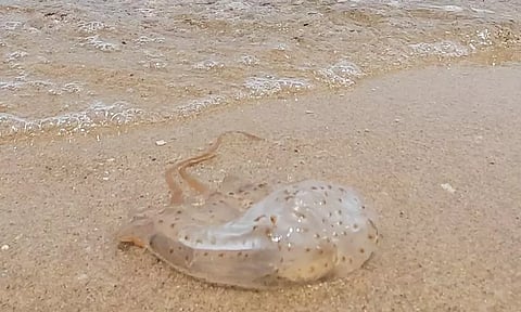 கடல் பகுதியில் ஜெல்லி மீன்கள் அதிகரிப்பு