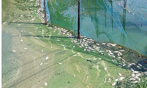 ஏரியில் செத்து மிதந்த மீன்கள்