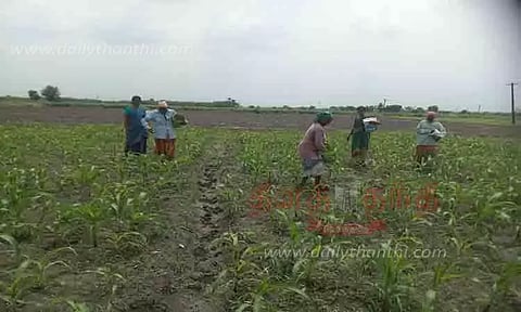 மக்காச்சோள பயிர்களுக்கு உரமிடும் பணிகள் தீவிரம்