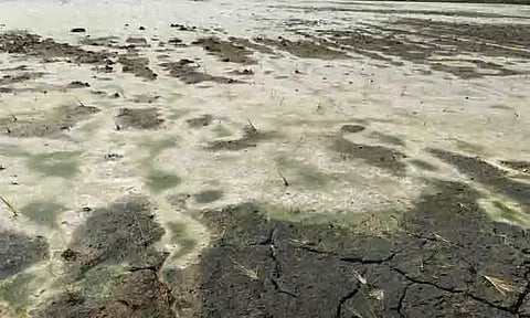 நடவு செய்த பயிர்கள் கருகியதால் விவசாயிகள் அதிர்ச்சி