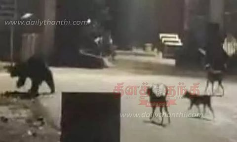 பந்தலூரில் கரடி புகுந்தது