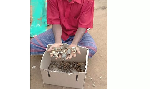 வயல் நண்டு விற்பனை மும்முரம்