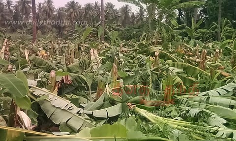 ஜேடர்பாளையம் அருகே தொடரும் வன்முறை சம்பவம்:2 ஆயிரம் வாழை மரங்கள் வெட்டி சாய்ப்பு