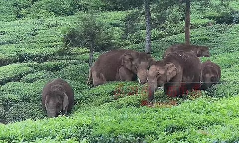 விளை நிலத்திற்குள் புகுந்து காட்டுயானைகள் அட்டகாசம்