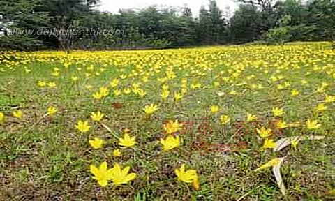 கோலார் தங்கவயலில் ஏரி, தோட்டங்களில் பூக்கும் மஞ்சள் அல்லி பூக்கள்