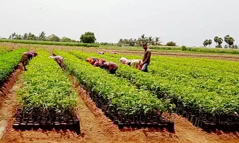பொதுமக்கள், விவசாயிகளுக்கு 7 ஆயிரம் மரக்கன்றுகள் இலவசம்