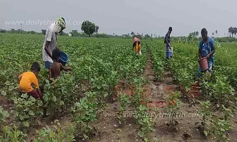 பருத்தி செடிகளுக்கு உரமிடும் பணி தீவிரம்