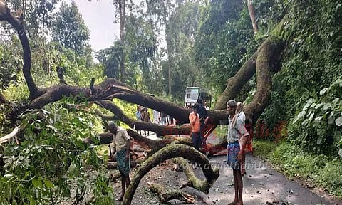 மரம் விழுந்து போக்குவரத்து பாதிப்பு