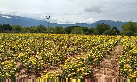 செண்டுமல்லி பூக்கள் விளைச்சல் அமோகம்