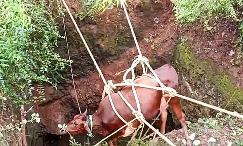 அய்யலூர் அருகே கிணற்றில் தவறி விழுந்த பசுமாடு
