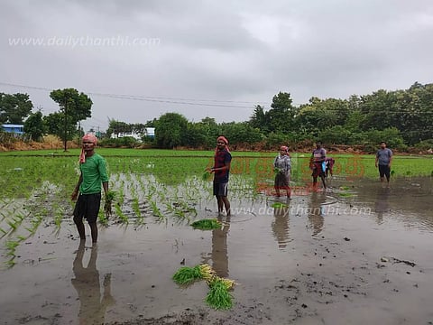 சம்பா நடவு பணியில் ஈடுபடும் வடமாநில தொழிலாளர்கள்