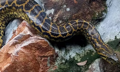 வண்டலூர் உயிரியல் பூங்காவில் சுற்றுலா பயணிகளை கவரும் அனகோண்டா பாம்புகள்