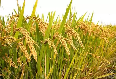 பருவ மழையை நம்பி 1.85 லட்சம் எக்டேரில் பயிர் சாகுபடி