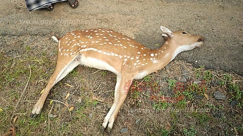 மர்மமான முறையில் இறந்து கிடந்த புள்ளிமான்