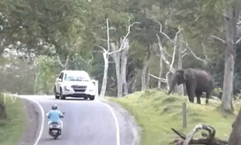 முதுமலையில் சாலையோரங்களில் முகாமிடும் வனவிலங்குகள் - சுற்றுலா பயணிகளுக்கு வனத்துறை அறிவுறுத்தல்