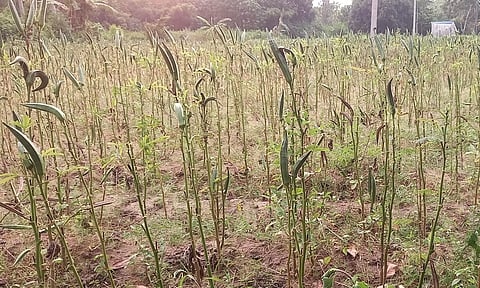 செடிகளில் பறிக்காமல் விடப்படும் வெண்டைக்காய்கள்