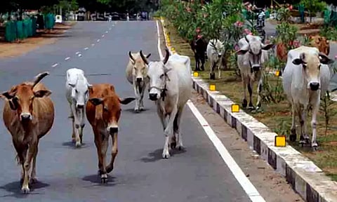 திருவல்லிக்கேணியில் சாலையில் சுற்றித்திரிந்த மாடு முட்டி முதியவர் படுகாயம்