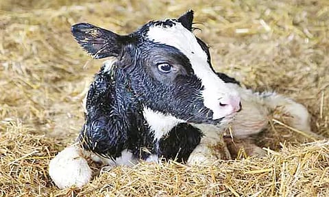 பிறந்த கன்றுக்குட்டியை பராமரிப்பது எப்படி?