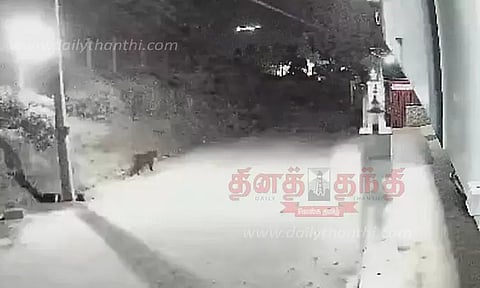 குடியிருப்பில் கருஞ்சிறுத்தை நடமாட்டம்