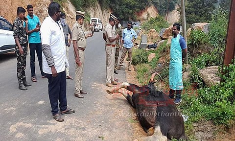 காட்டெருமை துப்பாக்கியால் சுட்டுக்கொலை
