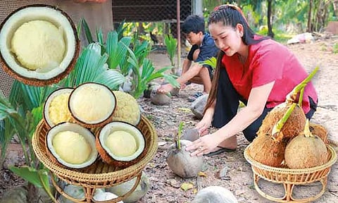 இளமையாக வாழ உதவும் தேங்காய்ப் பூ
