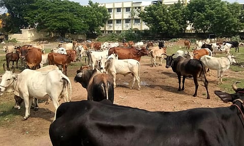 78 மாடுகளை பிடித்து அபராதம் விதிப்பு