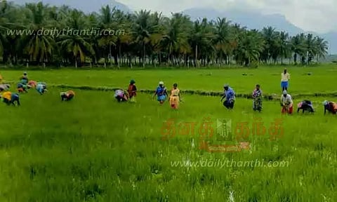 விவசாய பணிகள் மும்முரம்