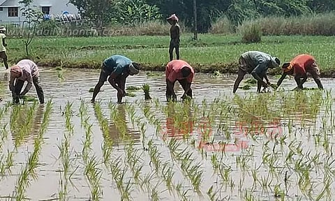 நாற்று நடும் பணியில் வடமாநில இளைஞர்கள்