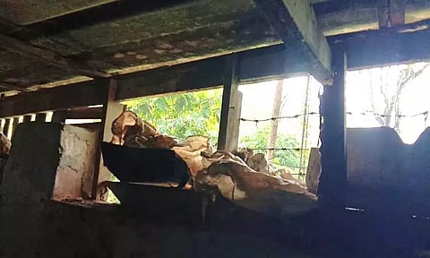 வால்பாறையில் சிறுத்தை அட்டகாசம்