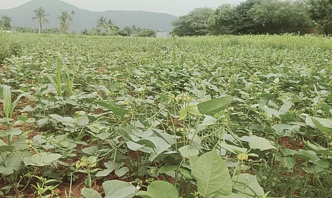 நிலக்கோட்டை பகுதியில் பாசிப்பயறு விளைச்சல் அமோகம்